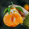 春见耙耙柑 不打甜蜜素 颗颗自然熟 颗粒饱满 风味浓郁 汁水丰富 商品缩略图2
