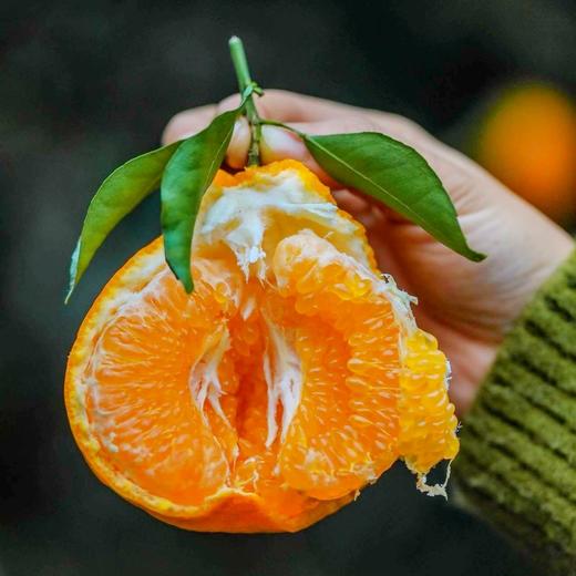 春见耙耙柑 不打甜蜜素 颗颗自然熟 颗粒饱满 风味浓郁 汁水丰富 商品图2