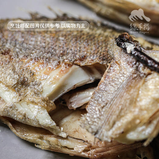 野生东山岛金头鲷鱼 | 合作生产 * Wild Dongshan Island Yellow chicken fish | Coproduction 商品图0