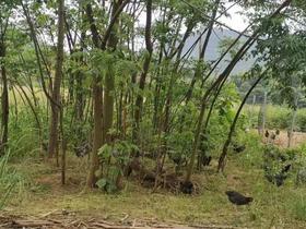 零抗散养清朝贡鸡、1年以上老母鸡和鸡蛋