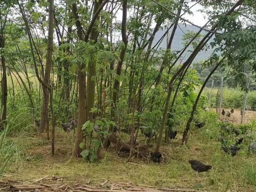 零抗散养清朝贡鸡、1年以上老母鸡和鸡蛋 商品图0