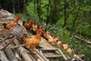 【原生态散养土鸡】跑山健身鸡 散养在生态高山竹林中  纯粮喂养的公鸡母鸡 净重2.3-3.2斤/只 商品缩略图6