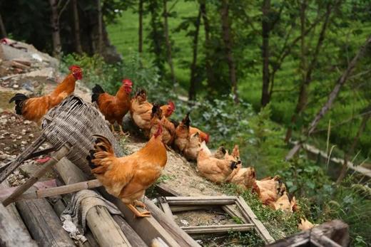 【原生态散养土鸡】跑山健身鸡 散养在生态高山竹林中  纯粮喂养的公鸡母鸡 净重2.3-3.2斤/只 商品图6