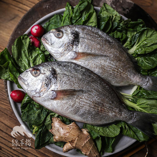 野生东山岛金头鲷鱼 | 合作生产 * Wild Dongshan Island Yellow chicken fish | Coproduction 商品图5