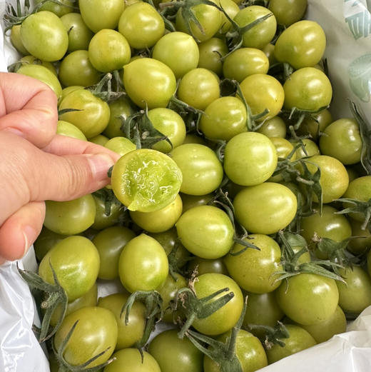 青甜小番茄 商品图4