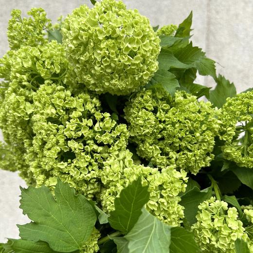 严选精品花材木绣球1扎 商品图9