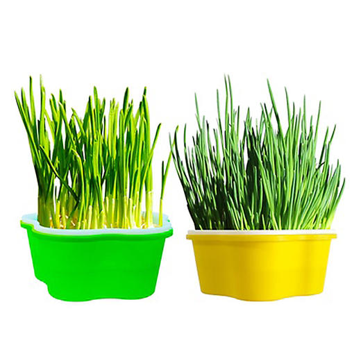 芽苗菜多彩种植盒 商品图2