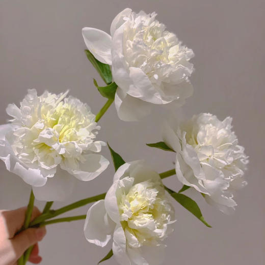 配花-芍药-公爵夫人-10支 商品图1