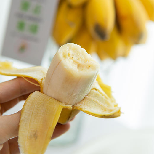 【京东顺丰包邮】水培苹果蕉 禁止蕉绿 彩箱装 上班摸鱼搭子 商品图4