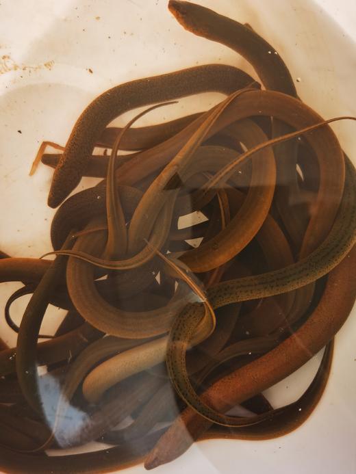 【预售】生态小黄鳝500g    预售产品需提前一天预订哦 商品图8