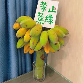 禁止蕉绿一水培香蕉、整串带杆、办公室摆件、没熟之前是绿植，熟了就是可以吃的芭蕉❗️