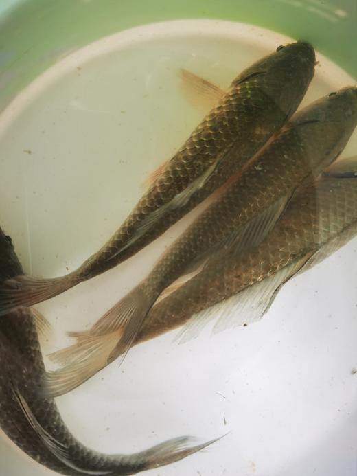 【预售】生态小鲫鱼（500g）活鱼仅限浙江上海客户，袋子氧气少，签收成功请立即打开袋子放盆里滴水哦、建议当天食用 商品图9