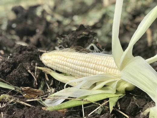 【自营】斯玉安高叶酸有机玉米 多规格 商品图4