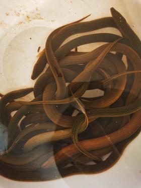 【预售】生态小黄鳝500g    预售产品需提前一天预订哦