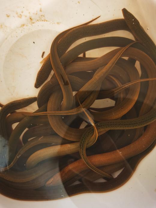 【预售】生态小黄鳝500g    预售产品需提前一天预订哦 商品图0