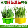 芽苗菜多彩种植盒 商品缩略图1