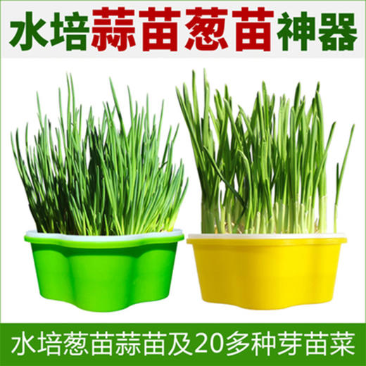 芽苗菜多彩种植盒 商品图1