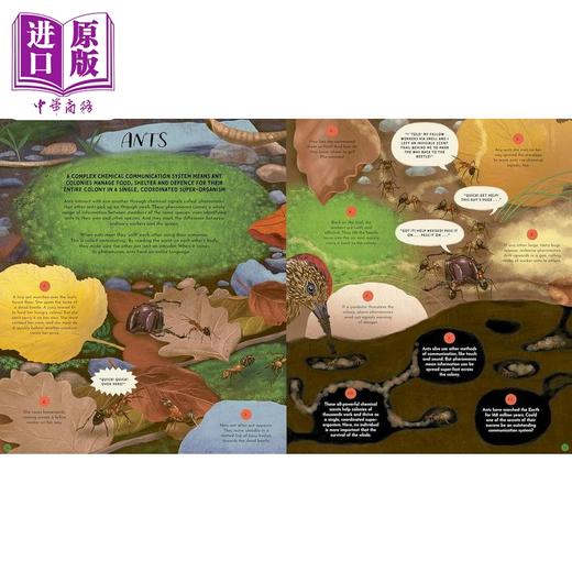 【中商原版】大自然母亲的语言Wild Languages of Mother Nature 48 Stories of How Nature Communicates英文原版科普绘本 商品图2