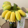 【上班摸鱼搭子】禁止蕉绿 水培香蕉 水培苹果蕉 彩箱装 商品缩略图2