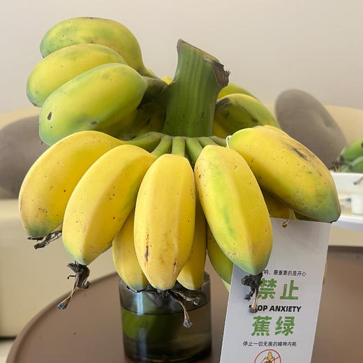 【上班摸鱼搭子】禁止蕉绿 水培香蕉 水培苹果蕉 彩箱装 商品图2