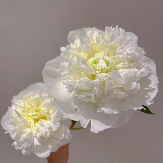 配花-芍药-公爵夫人-10支 商品图0