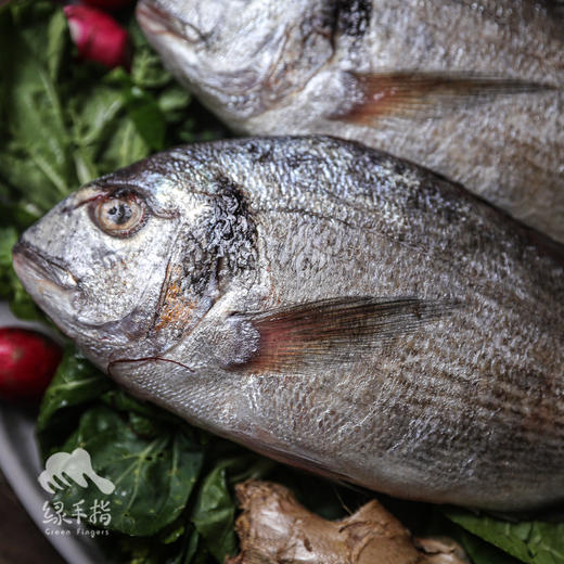 野生东山岛金头鲷鱼 | 合作生产 * Wild Dongshan Island Yellow chicken fish | Coproduction 商品图4