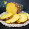 海南金钻树熟凤梨 商品缩略图6