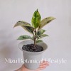 / 花治植物精选- 雀斑 VARIEGATA /（全国快递包邮） 商品缩略图0