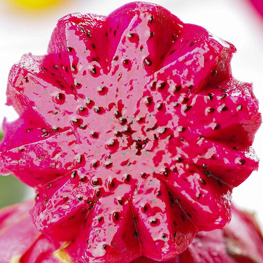 树上熟红心火龙果 当季新鲜应季水果5斤/8斤特大果 商品图2