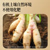 【正宗同仁堂品牌】北京同仁堂 青源堂 有机干姜100克（5g*20包） 严选有机  自然生长 辛香暖身 独立包装SY 商品缩略图4