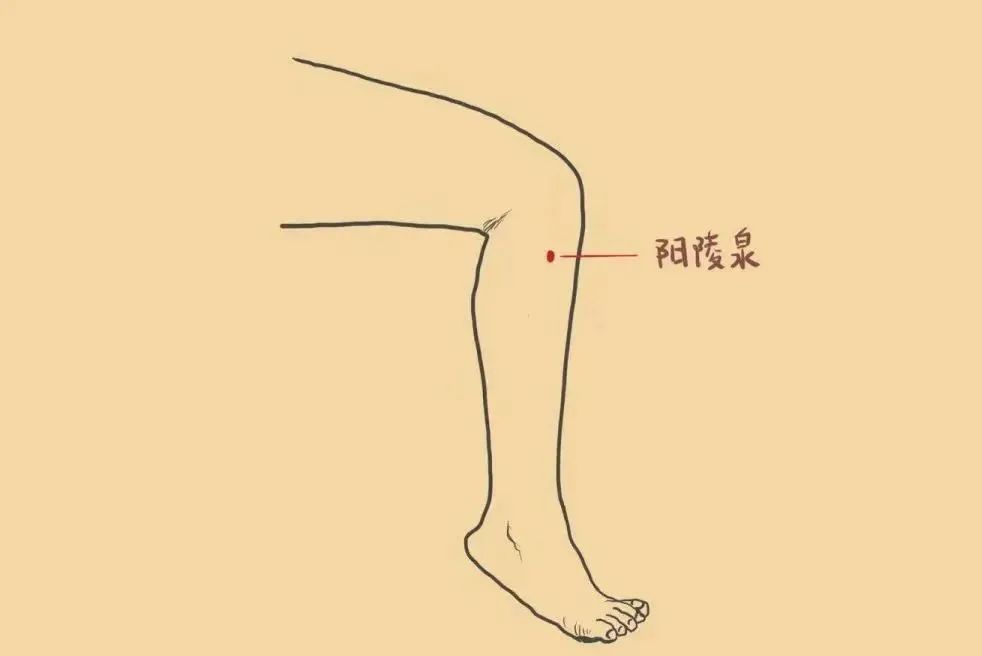 阳陵泉是八脉筋会阳陵泉，悬灸阳陵泉可以疏解筋脉不适，“筋柔才能骨正