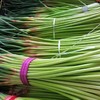 周三取货：【红帽蒜苔】一袋3斤左右，新鲜采摘，质地脆嫩，条长，茎白，尾鲜。 商品缩略图2