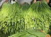 周三取货：【红帽蒜苔】一袋3斤左右，新鲜采摘，质地脆嫩，条长，茎白，尾鲜。 商品缩略图3