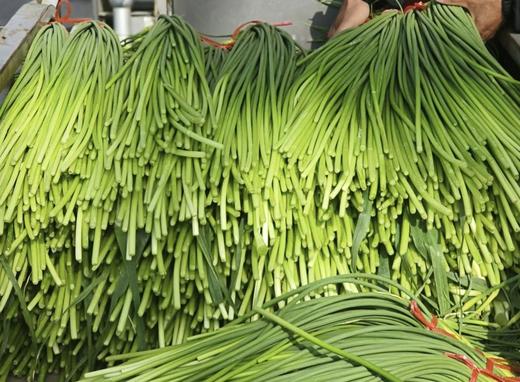 周三取货：【红帽蒜苔】一袋3斤左右，新鲜采摘，质地脆嫩，条长，茎白，尾鲜。 商品图3