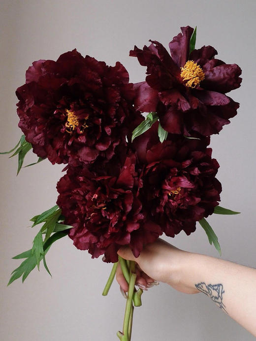 【预售！4.20起陆续发出】黑豹牡丹【花事，万般烂漫，惟牡丹，堪称倾国。】简小姐精选 黑豹牡丹 顺丰2件包邮 商品图1