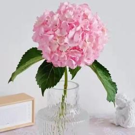 新鲜鲜花 绣球鲜切花 1枝 粉色/蓝色