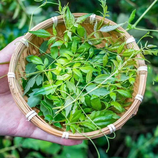 来凤藤茶龙须口粮茶  100g/袋 商品图3