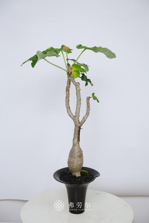 佛肚海棠 商品图0