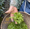 龙井茶｜明前头采 90g 商品缩略图5