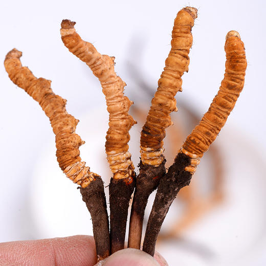 2025年玉树新鲜冬虫夏草礼盒 商品图4