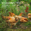 【原生态散养土鸡】跑山健身鸡 散养在生态高山竹林中  纯粮喂养的公鸡母鸡 净重2.3-3.2斤/只 商品缩略图3