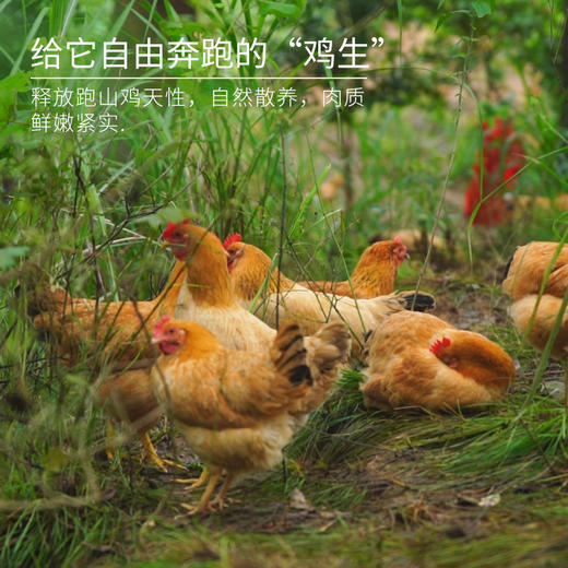 【原生态散养土鸡】跑山健身鸡 散养在生态高山竹林中  纯粮喂养的公鸡母鸡 净重2.3-3.2斤/只 商品图3