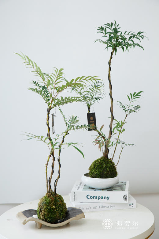 苔藓球十大功劳 商品图0