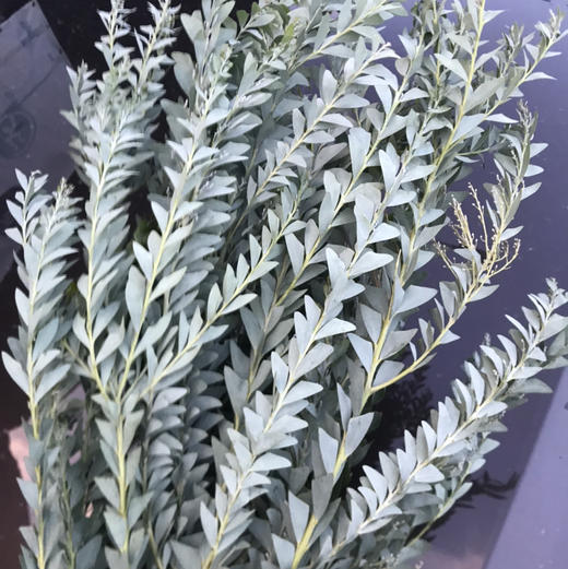 尤加利叶！三角叶 商品图2