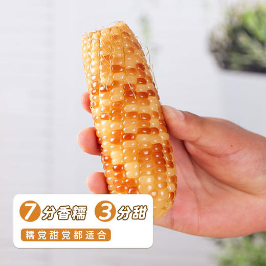 云南西双版纳香糯玉米 | 软嫩甜糯  轻食粗粮 花白混发 商品图3