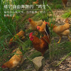 【原生态散养土鸡】跑山健身鸡 散养在生态高山竹林中  纯粮喂养的公鸡母鸡 净重2.3-3.2斤/只 商品缩略图5