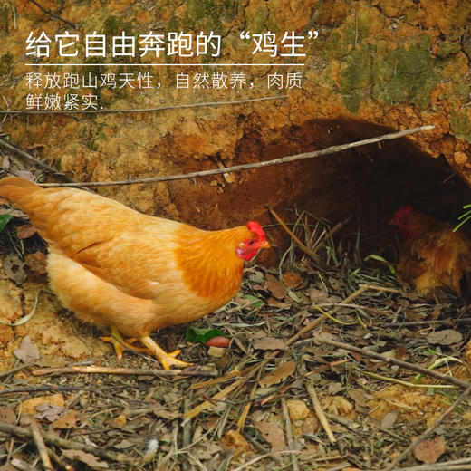 【原生态散养土鸡】跑山健身鸡 散养在生态高山竹林中  纯粮喂养的公鸡母鸡 净重2.3-3.2斤/只 商品图10