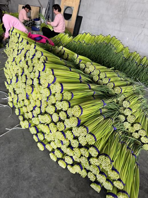 周三取货：【红帽蒜苔】一袋3斤左右，新鲜采摘，质地脆嫩，条长，茎白，尾鲜。 商品图4