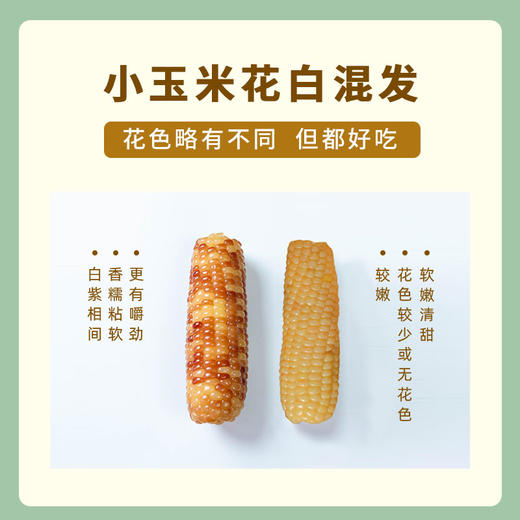 云南西双版纳香糯玉米 | 软嫩甜糯  轻食粗粮 花白混发 商品图1