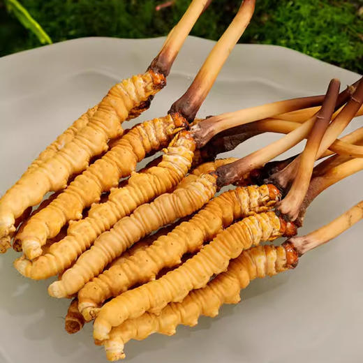 2025年玉树新鲜冬虫夏草礼盒 商品图5